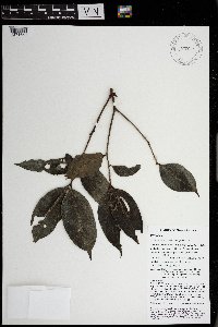 Syzygium acuminatissimum image