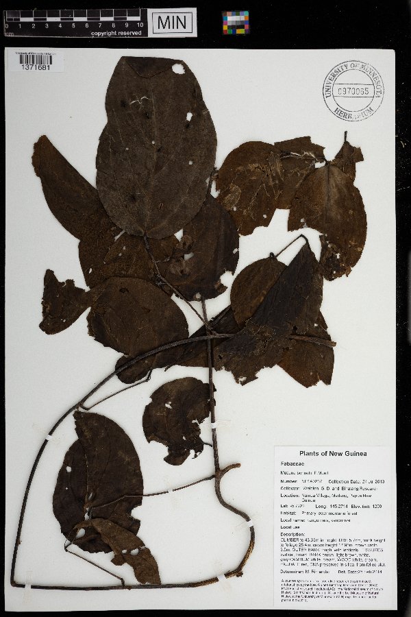 Mucuna bennettii image