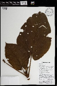 Sterculia ampla image