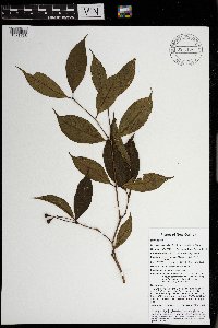 Syzygium hylophilum image