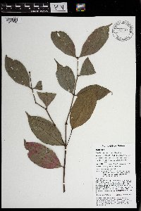 Syzygium acuminatissimum image