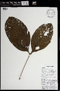 Syzygium amplum image