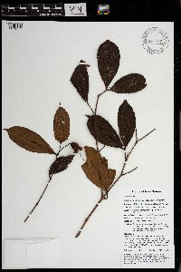 Syzygium hylophilum image