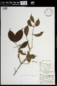 Syzygium hylophilum image