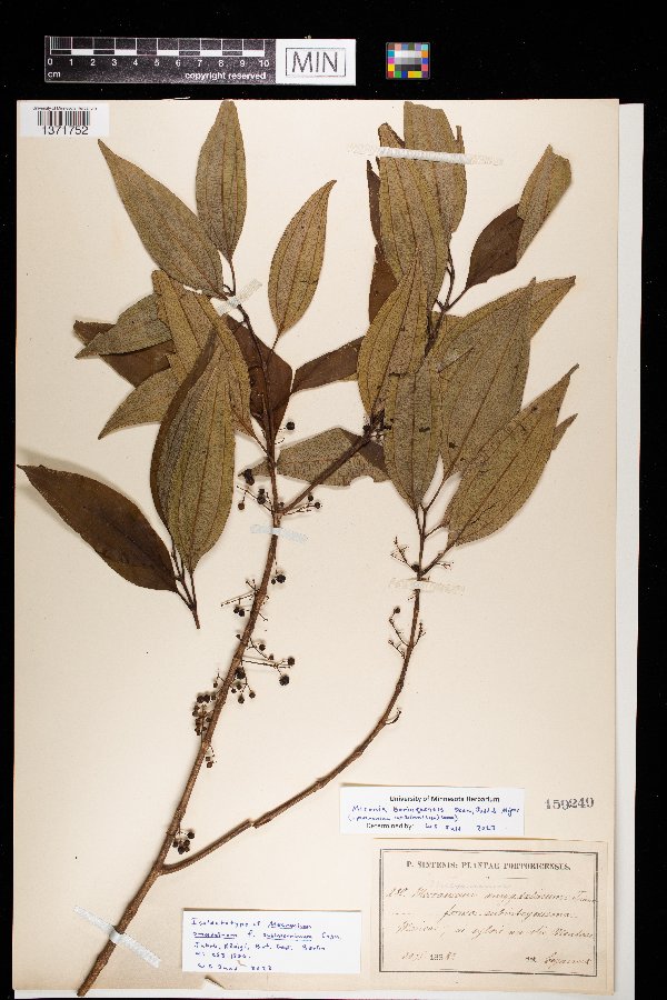 Miconia borinquensis image