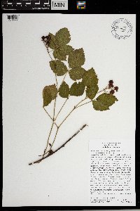 Rubus ferrofluvius image