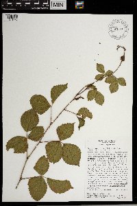 Rubus ferrofluvius image