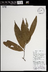 Ziziphus angustifolia image