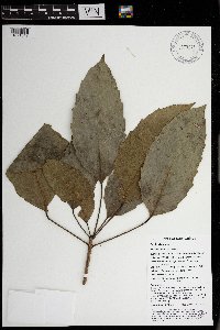 Pimelodendron amboinicum image