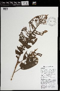 Planchonella myrsinodendron image