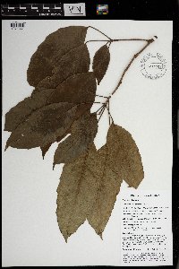 Pimelodendron amboinicum image