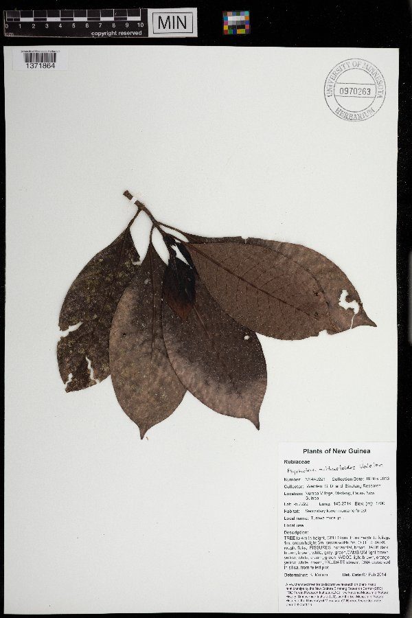 Psychotria multicostoides image