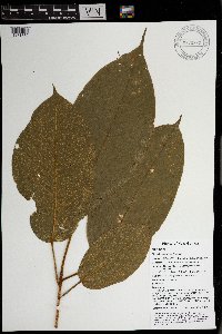 Sterculia shillinglawii image