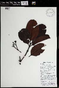 Syzygium furfuraceum image