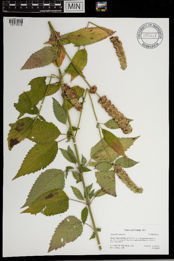 Agastache nepetoides image