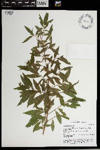 Salix nigra image