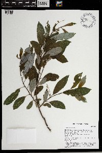 Salix discolor image