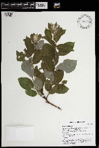 Salix bebbiana image