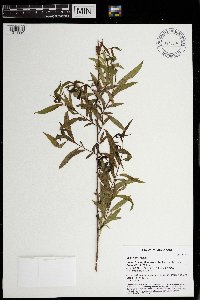 Salix nigra image