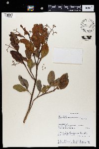 Cassinopsis madagascariensis image