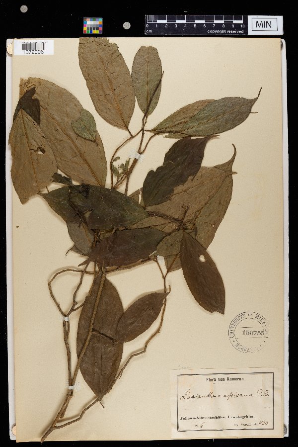Lasianthera africana image