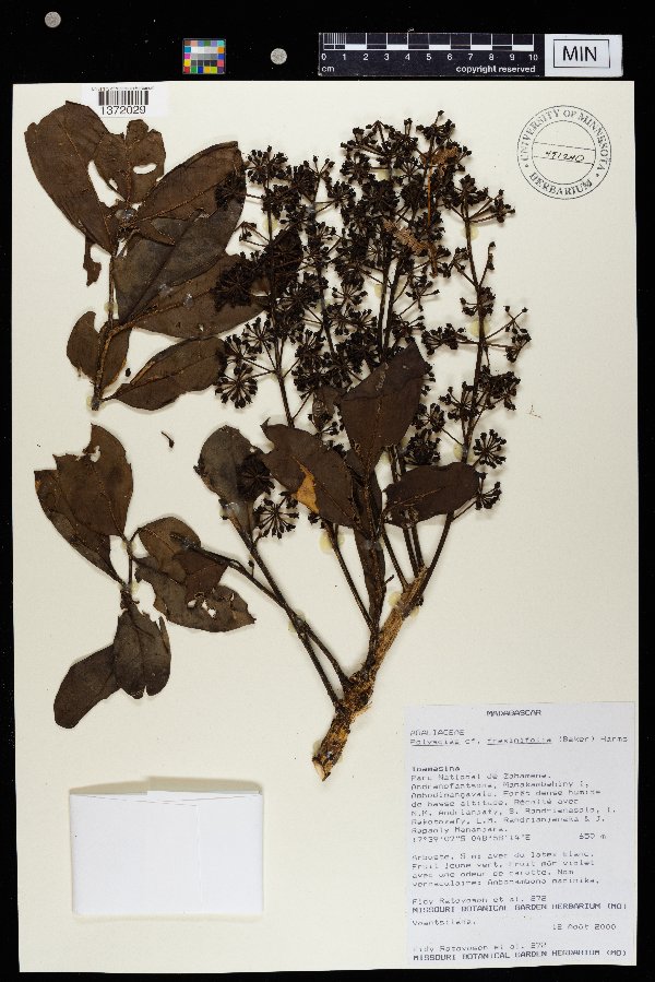 Polyscias fraxinifolia image