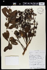 Image of Polyscias fraxinifolia
