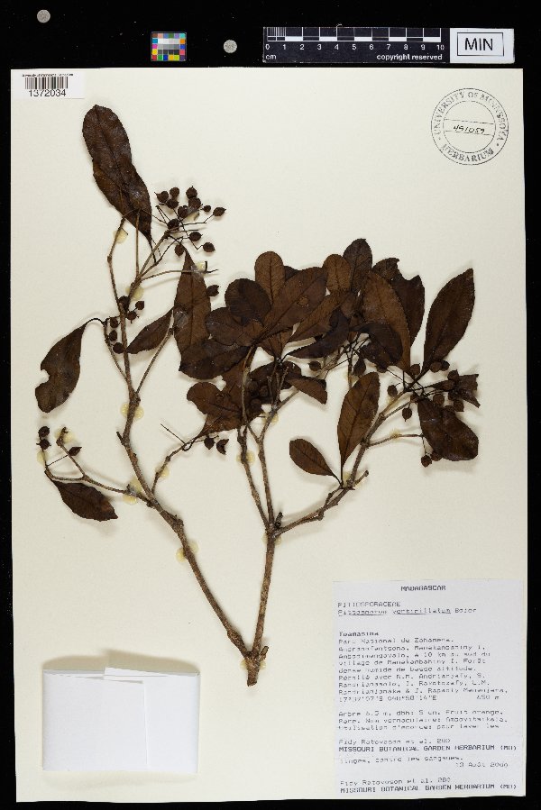 Pittosporum verticillatum image