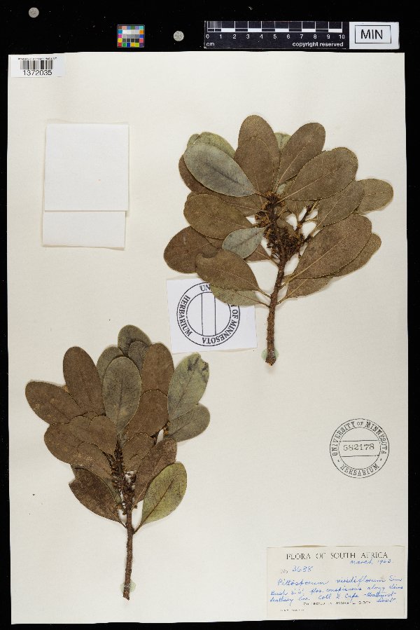 Pittosporum viridiflorum image