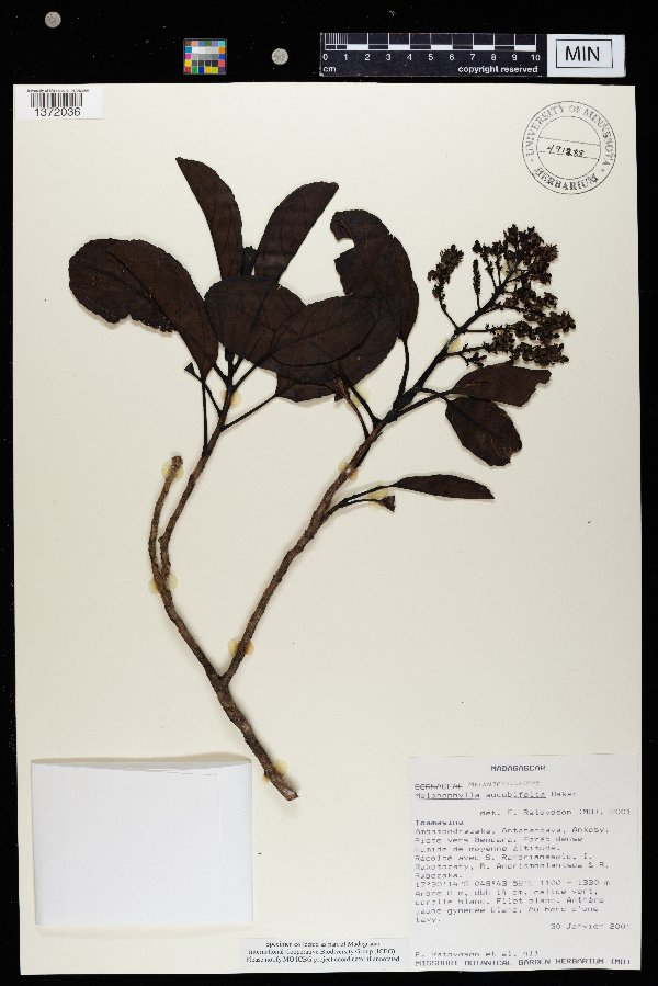 Melanophylla image