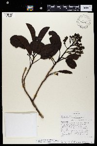Image of Melanophylla aucubifolia