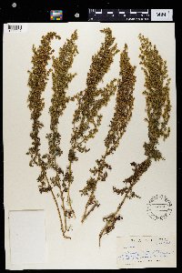 Artemisia afra image