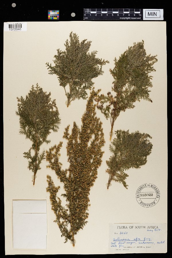 Artemisia afra image