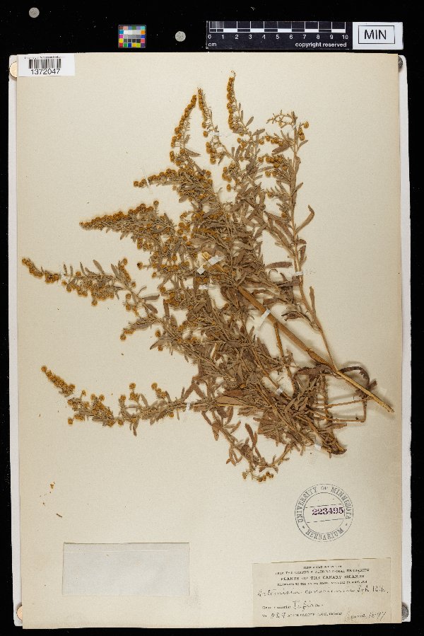 Artemisia canariensis image