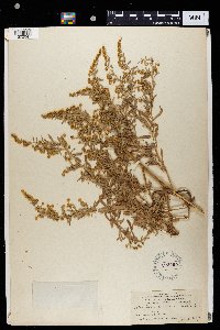 Artemisia canariensis image