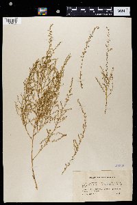 Artemisia campestris subsp. campestris image