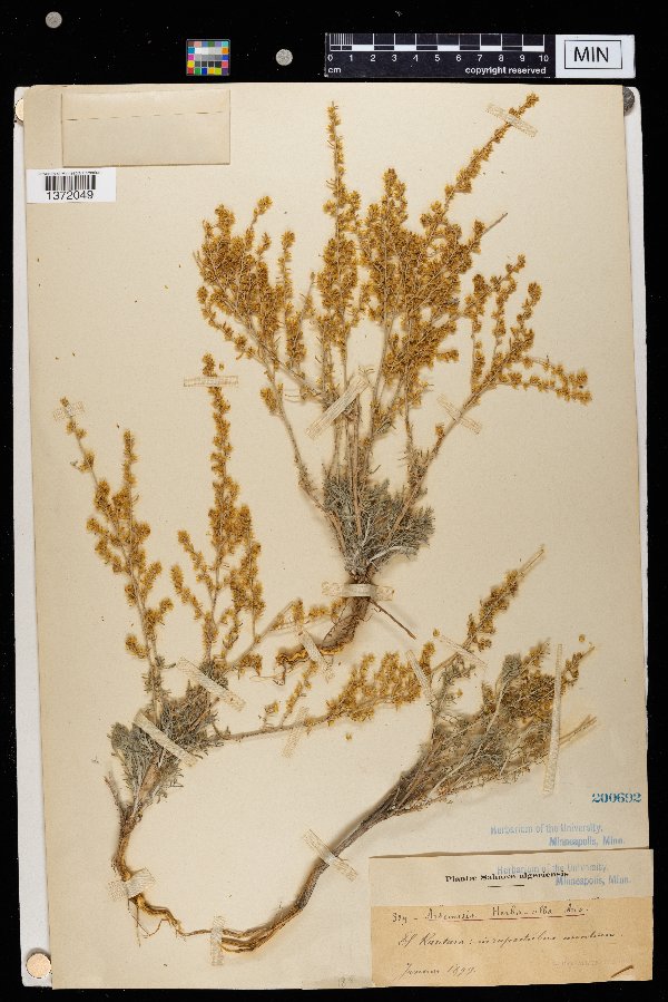 Artemisia herba-alba image