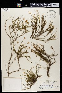 Felicia muricata subsp. muricata image