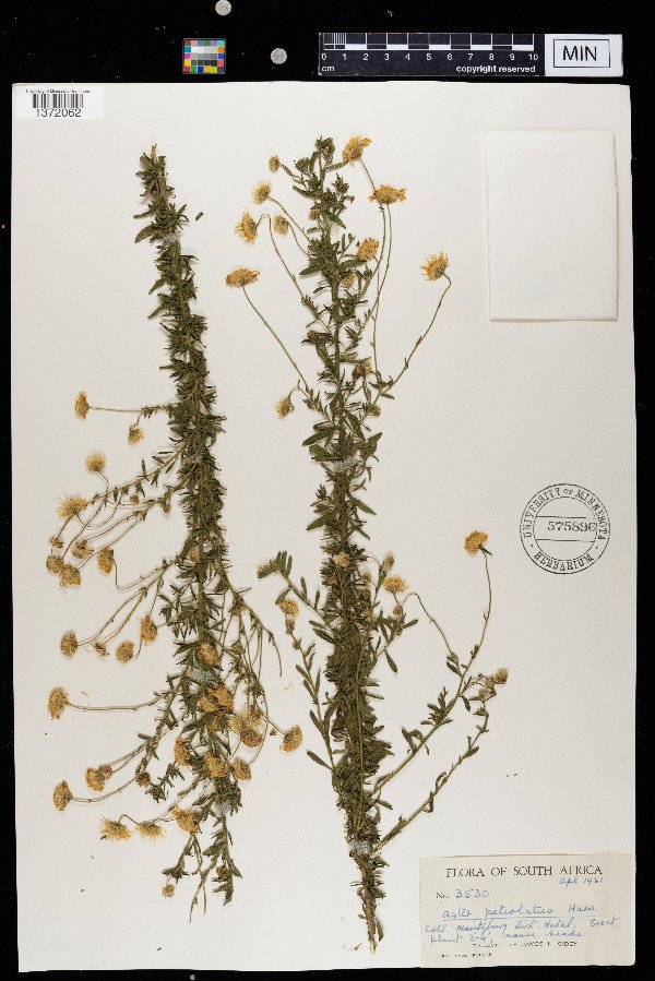 Aster petiolatus image