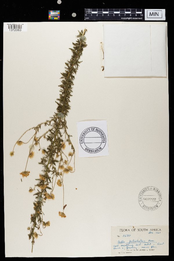 Aster petiolatus image