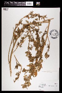 Melilotus officinalis image