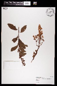 Spiraea alba image