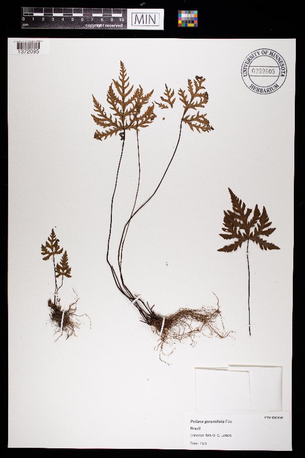 Pellaea geraniifolia image