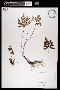 Image of Pellaea geraniifolia