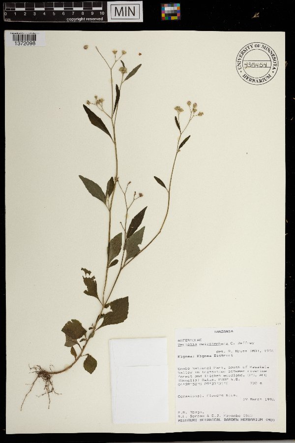 Cyanthillium vernonioides image