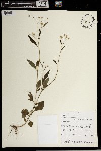 Image of Cyanthillium vernonioides