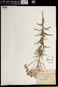 Vernonia pinifolia image