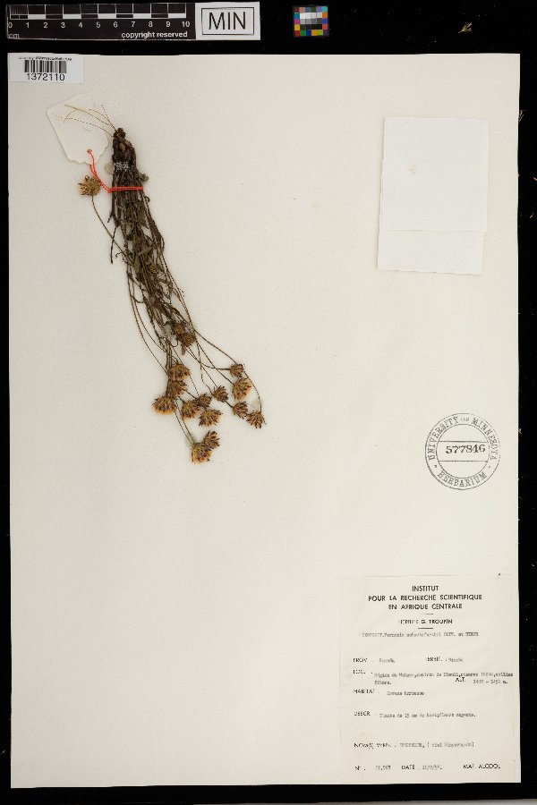 Vernonia schweinfurthii image