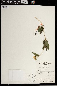 Aspilia africana subsp. africana image