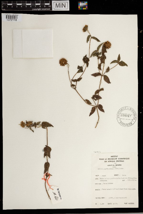 Aspilia africana subsp. africana image